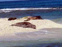 monk seals at FFS