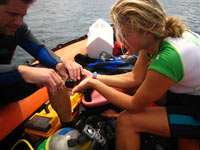 Clipping a sea cucumber