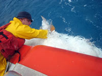 Tagging large sharks