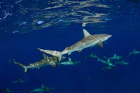 Galapagos sharks at Gardner Pinnacles. Credit Louis Rocha