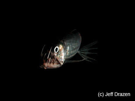 Viperfish, Jeff Drazen