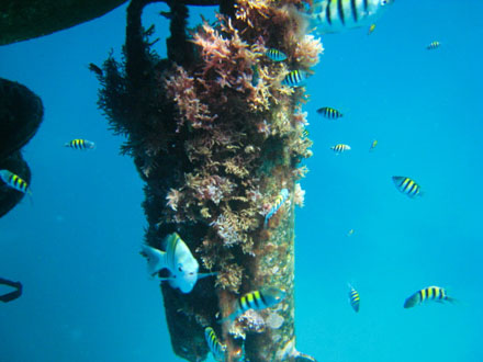 Debris on a buoy