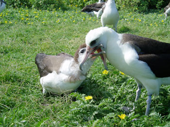 A parent feeds a hungry albatross chick on Kure Atoll. Photo: Claire Johnson/NOAA