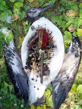 A recently expired Laysan Albatross chick with its belly full of plastic.  Photo: Claire Johnson/NOAA