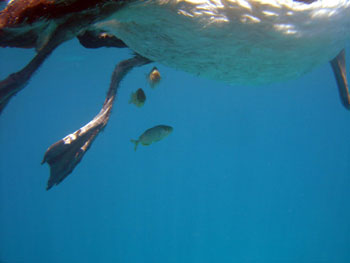 Three juvenile amberjack (Seriola dumerili) taking up residence under the legs of a dead Laysan Albatross chick.  Photo: Ellyn Tong