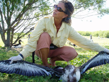 Cynthia Vanderlip selects a newly dead Laysan Albatross to perform a necropsy.  Photo: Claire Johnson/NOAA