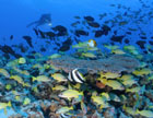 The abundance of fish in a healthy coral reef ecosystem are part of what makes the Northwestern Hawaiian Islands so special. Photo: James Watt