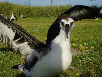 A Laysan Albatross fledgling practices how to take flight.  Photo: Claire Johnson/NOAA