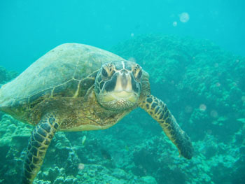 A curious Hawaiian green sea turtle approaches underwater at Puako in the main Hawaiian Islands.  Photo: Claire Johnson/NOAA