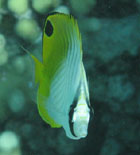 Facing off with a beautiful threadfin butterflyfish.  Photo: Paulo Maurin