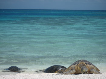 Three endangered Hawaiian green sea turtles bask on Southeast Island in the Hawaiian Islands National Wildlife Refuge.  Photo: Paulo Maurin