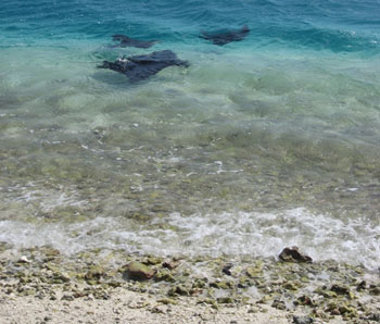 Three Eagle Rays can be seen at the toilet bowl off Southeast Island Hawaiian Islands National Wildlife Refuge, with their wings coming out of the water.  Photo: Paulo Maurin