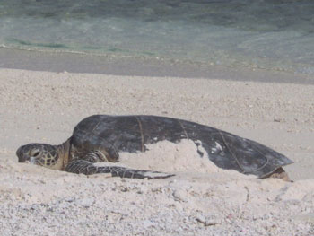 A large green sea turtle basking in the sand.  Hawaiian Islands National Wildlife Refuge, U.S. Fish and Wildlife Service, Department of Interior.  Photo: Patricia Greene