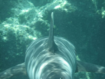 The backview of a white tip shark, showing some curiosity towards us.  Photo: Paulo Maurin