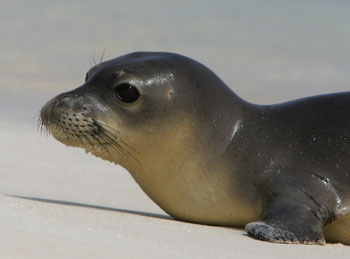 A young monk seal pup recently weaned.  Photo: James Watt.