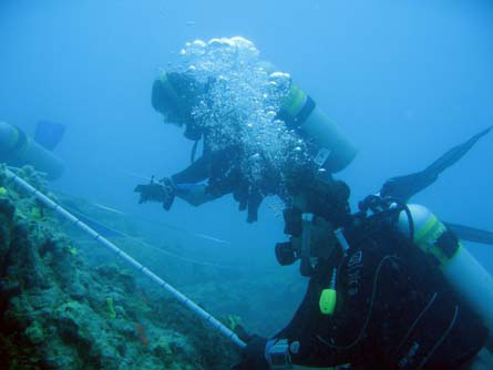 Porites lobata coral