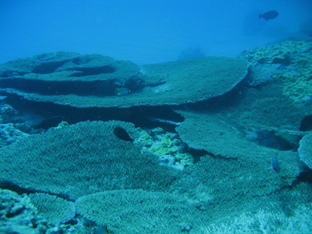 A healthy Acropora cytherea reef