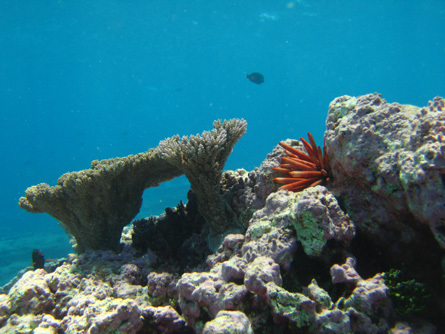 A young table coral and slate pencil urchin at Donovan's Reef inside the lagoon at Johnston Atoll.