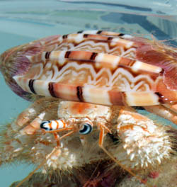 Anemone hermit crabs come in all shapes and sizes.