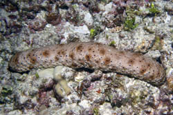 This sea cucumber, Holothuria sp. has been observed before but not fully described. It may be a new species. Photo: Gustav Paulay.