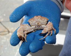 This crab, Leucosiid sp. may be a new species. Photo: Andy Collins.