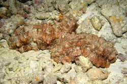 This sea cucumber, Stichopus sp. has been observed before but not fully described. It may be a new species. Photo: Gustav Paulay.