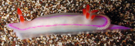 Thurunna kahuna - off Keehi Lagoon, Oahu. Opisthobranch, nudibranch. Photo by Corey Pittman.