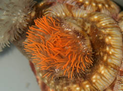 An anemone with orange tentacles attached to a hermits shell.