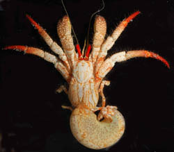 In this image you can see what the soft tail of the hermit crab looks like outside the shell. Photo: Joel Martin