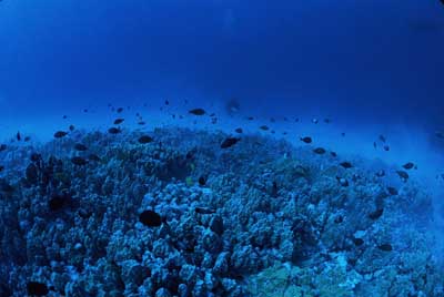 Coral reef . Photo by Jim Maragos, USFWS.