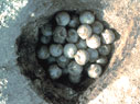 Green sea turtle eggs.  Photo by Aulani Wilhelm.