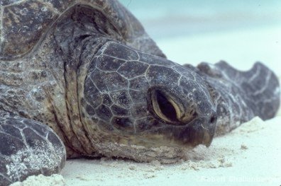 Green Sea Turtle closeup. Photo by Rob Shallenberger.