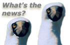 Two birds with text What's the news?