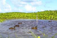 Laysan Ducks in hypersaline lake.  Photo by Aulani Wilhelm.