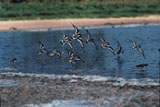 Laysan lake with Ruddy Turnstones in flight. Photo USFWS.