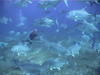 Ulua, Giant Trevally, swarming around a diver.  Dave Gulko, DLNR