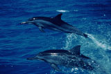 Spinner Dolphins. Photo by Monte Costa.