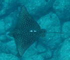 Eagle Ray