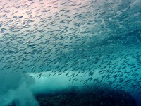 small fish at surf level