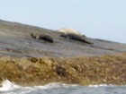 Monk seals on ledge