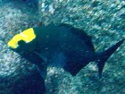 Dark fish with a yellow head