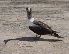 Brown Booby