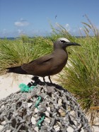 Brown Noddy