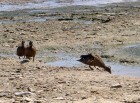 Laysan ducks drinking