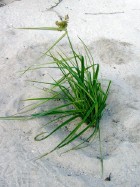 Mariscus (an endemic grass)