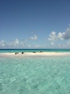 Seals on sand bar