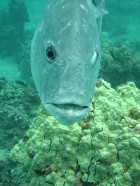 Large fish approaching camera