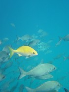 yellow fish among school of grey-brown fish