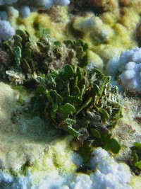 Green plates of Halimeda algae growing between bluish Montipora coral