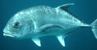 Yet another ulua (large fish)